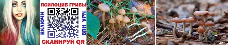 Псилоцибиновые грибы Psilocybine cubensis  площадка какой сайт  Карабулак  купить наркотик 